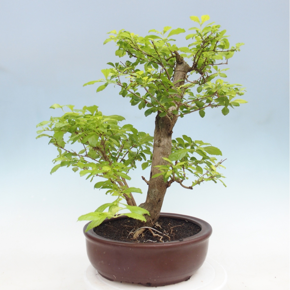 Bonsái de habitación - Duranta erecta Aurea