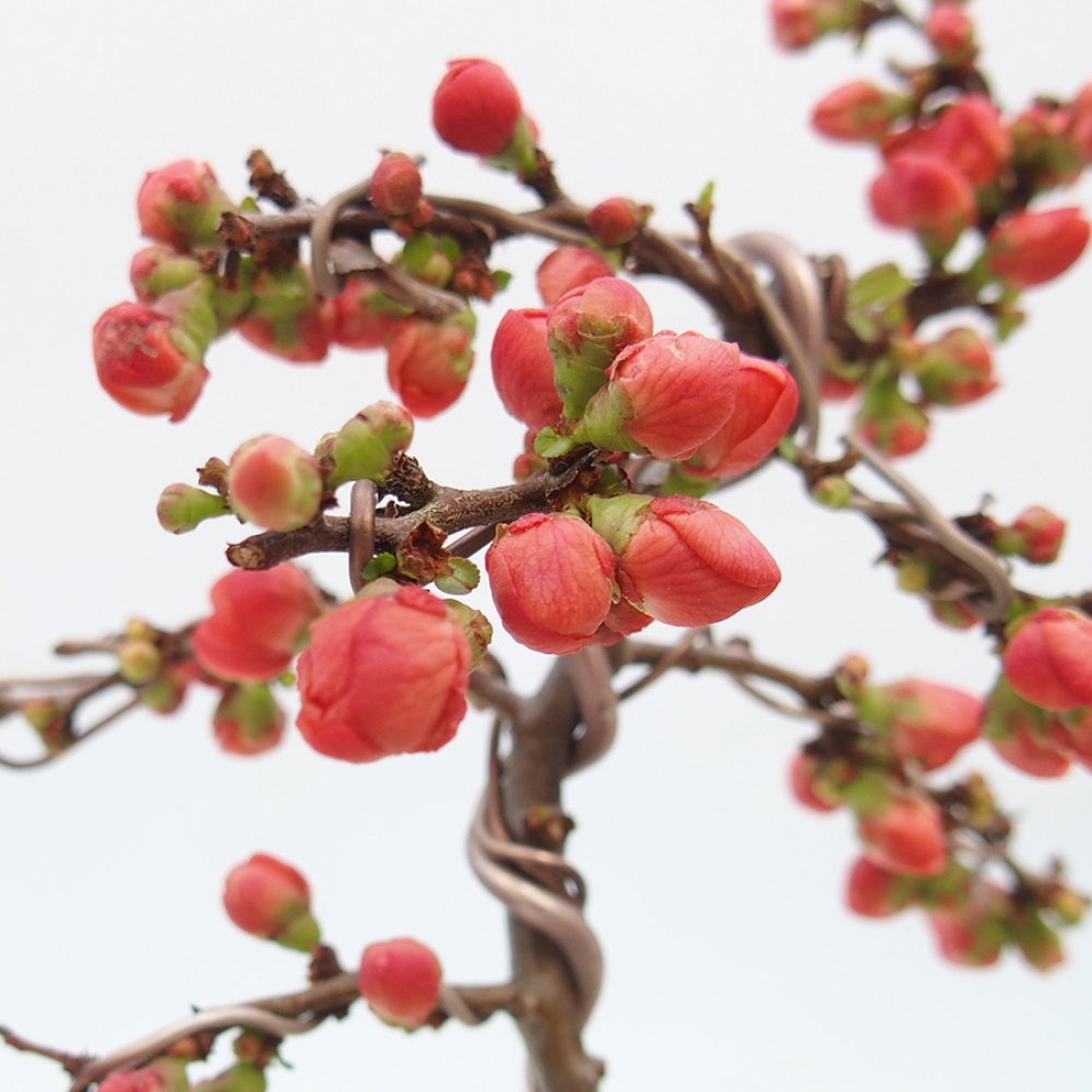 Bonsái de exterior - Chaneomeles s. Red Joy - Membrillo