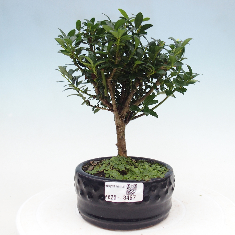 Bonsái de habitación - Ilex crenata - Acebo