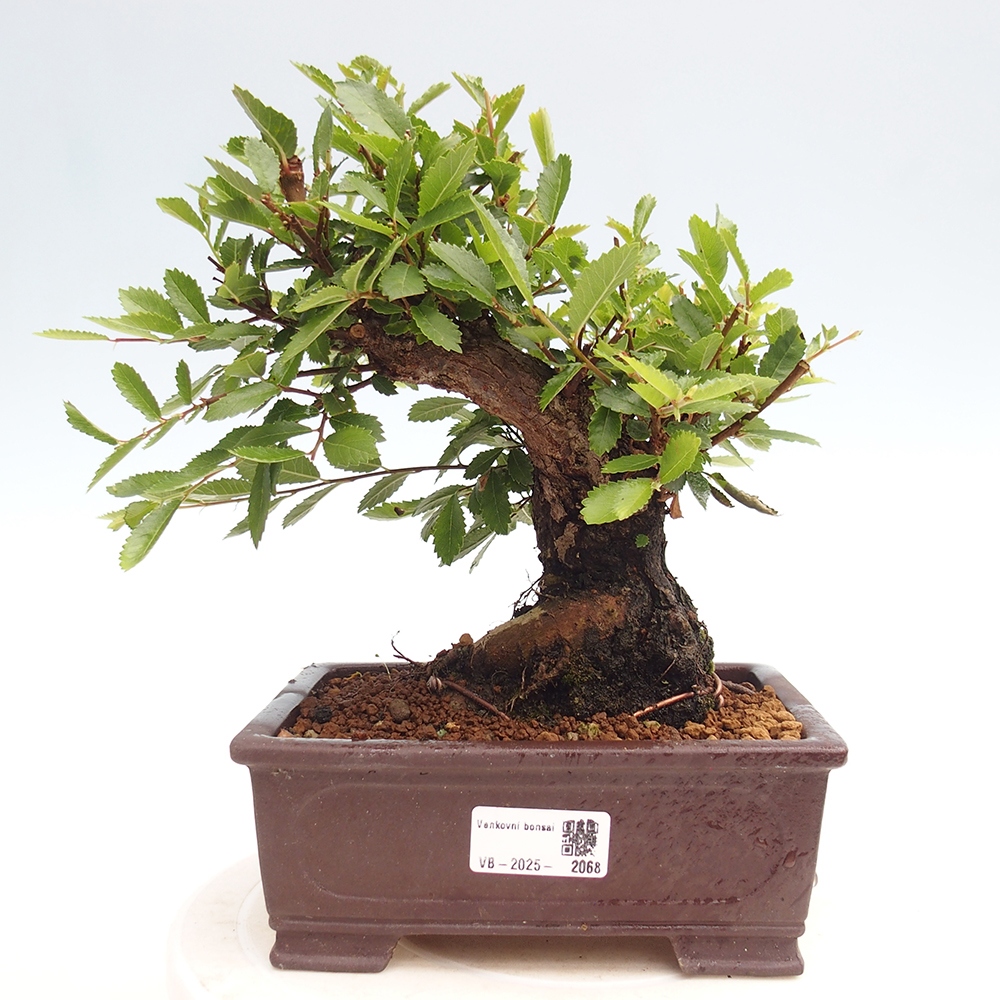 Bonsai de exterior - Zelkova - Zelkova NIRE