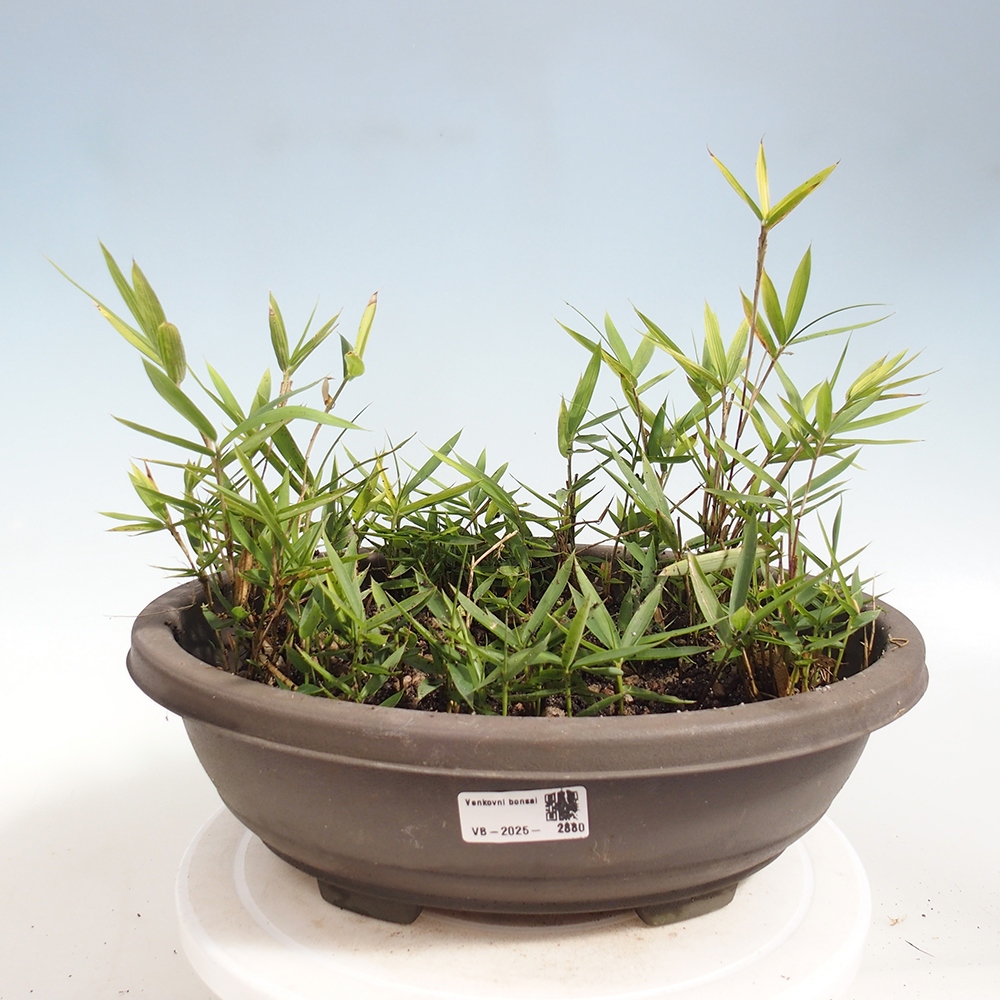 Bonsai de exterior - Pleioblastus argenteostriatus f.pumilus - Bambú enano