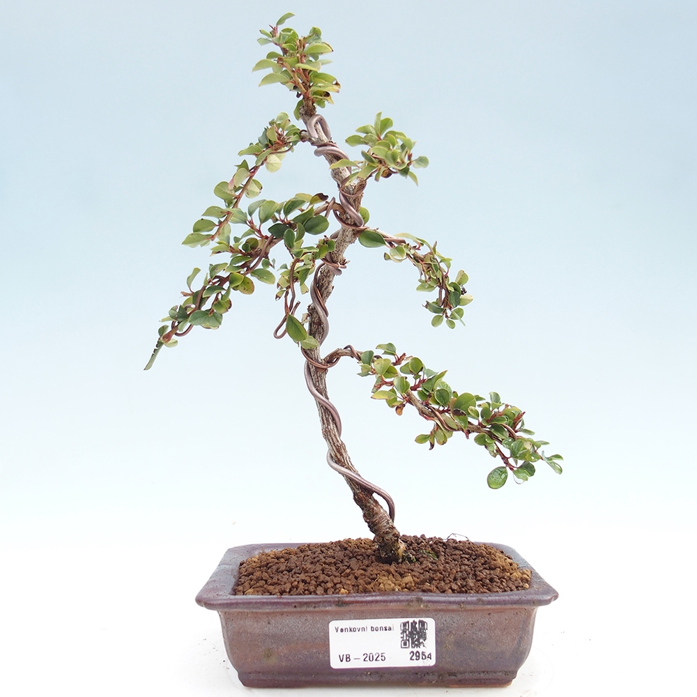 Bonsai de exterior - Cotoneaster horizontalis - Montañas Rocosas