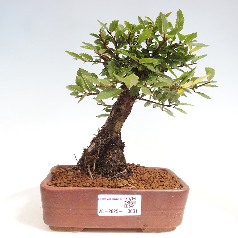 Bonsai de exterior - Zelkova - Zelkova NIRE