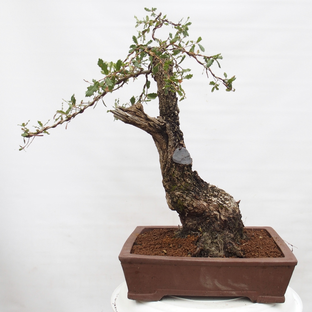 Yamadori - Quercus Ilex - Acebo de encina