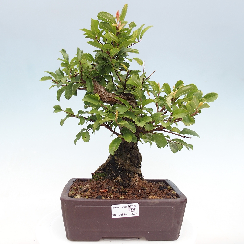 Bonsai de exterior - Zelkova - Zelkova NIRE
