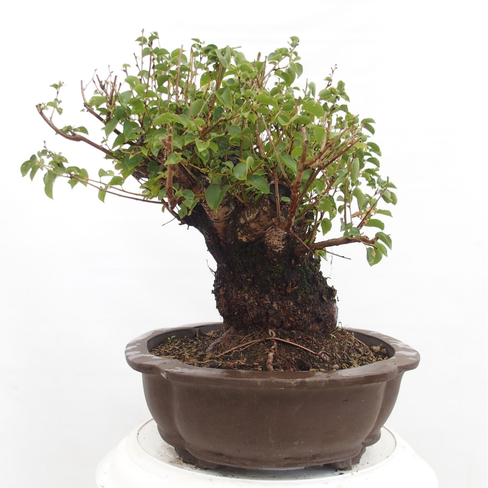 Bonsai de exterior - Mahalebka - Prunus mahaleb