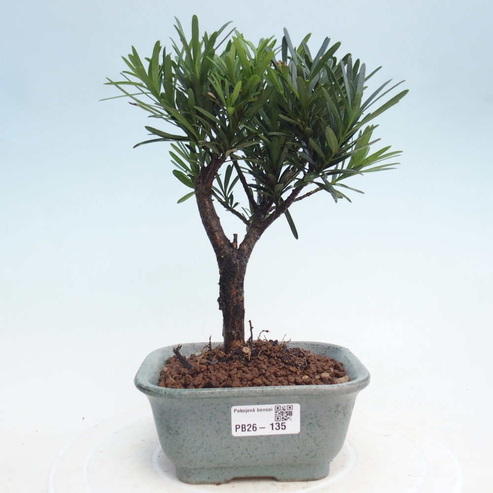 Bonsái de habitación - Podocarpus - Tejo de piedra