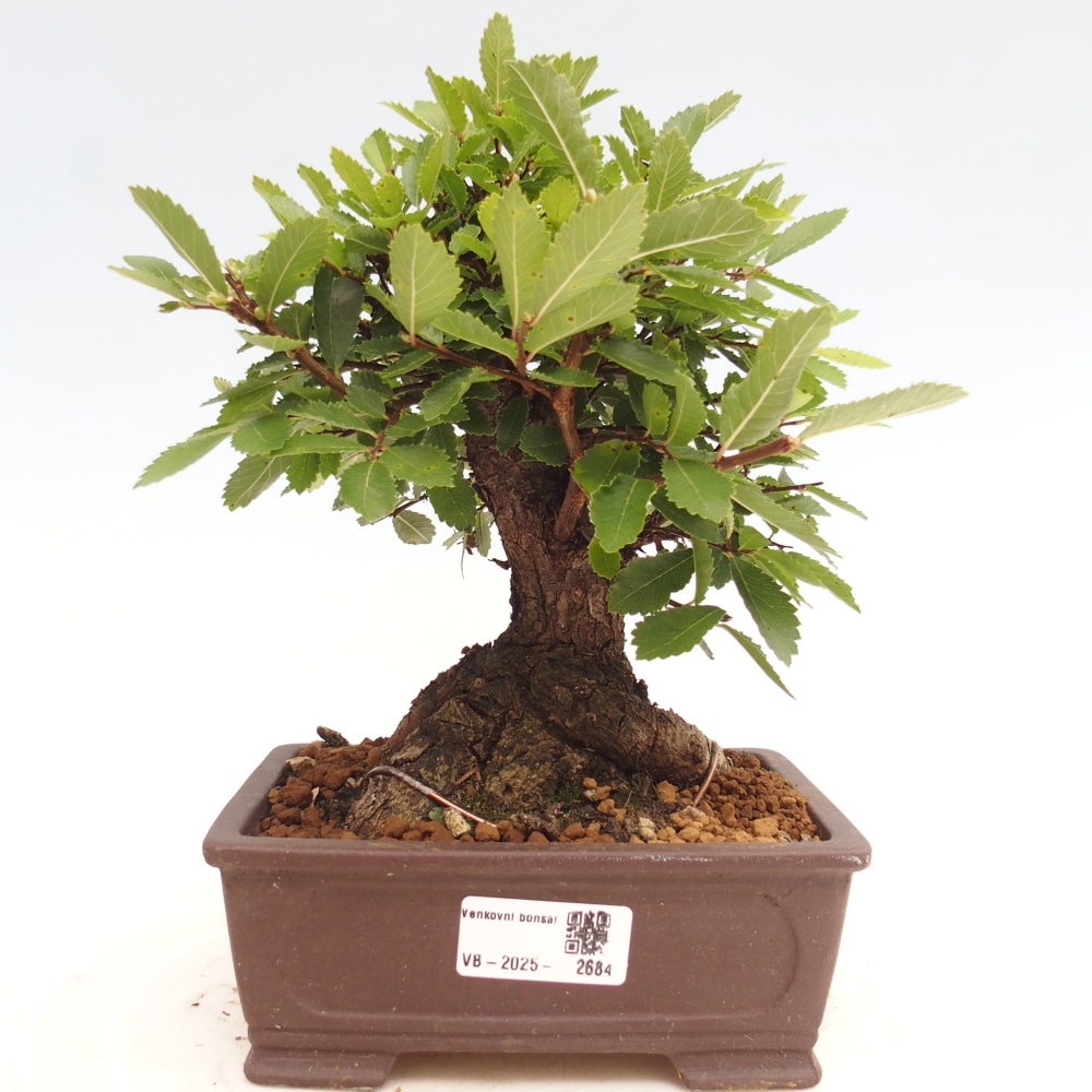 Bonsai de exterior - Zelkova - Zelkova NIRE
