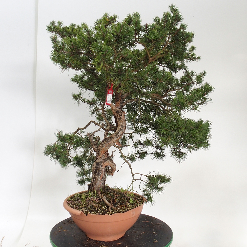 Yamadori - Pinus sylvestris España
